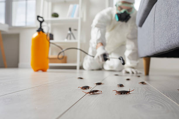 Commercial Rodent Management in Belmar